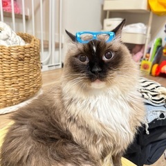 ラグドールの女の子です。