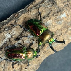 ニジイロクワガタ　♂♀ペアの画像