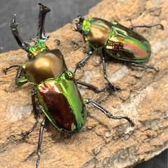 ニジイロクワガタ　♂♀ペアの画像