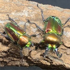 ニジイロクワガタ　♂♀ペアの画像