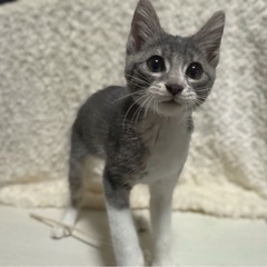 💛３ヶ月グレー白🌙るなちゃん🧡