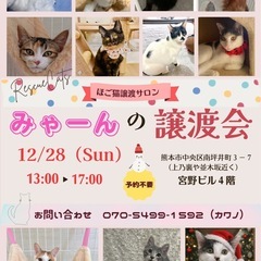 里親様決定💛３ヶ月グレー白🌙るなちゃん🧡 - 里親募集