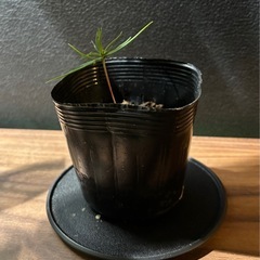 【年末なので無料で❗️】黒松赤ちゃんの画像