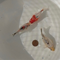 レア金魚  MIX      ランダム3匹セットの画像