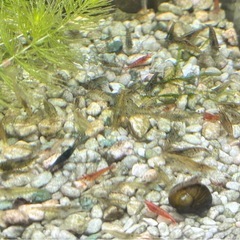 【決まりました】12月27日（土）限定【清須市受け渡し】カラーシュリンプの色抜け個体20匹　ミナミヌマエビの画像