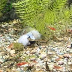 【決まりました】12月27日（土）限定【清須市受け渡し】カラーシュリンプの色抜け個体20匹　ミナミヌマエビの画像