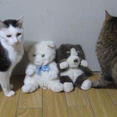 犬のぬいぐるみ。の画像