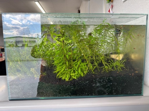 GEXaquarista 60cmとKOTOBUKIパワーBOXフィルターセット売り