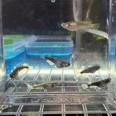 改良メダカ【ブルネロ】産卵中種親6匹と【竜章鳳姿】産卵中種親8匹（全てペア
）の画像