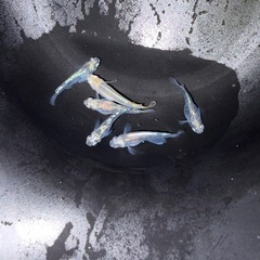 改良メダカ【ブルネロ】産卵中種親6匹と【竜章鳳姿】産卵中種親8匹（全てペア
）の画像