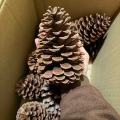 大きい松ぼっくり
の画像