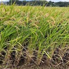 米農家直売　お米売ります！
の画像