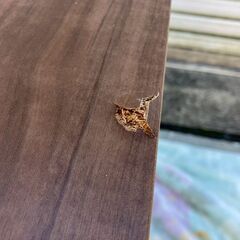 アイリスオーヤマ★インテリアウッディサークル★PIWS-960★ダークブラウンの画像