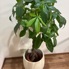 パキラ　110cmの画像