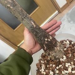 パキラ　朴仕立ての画像