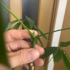 パキラ　朴仕立ての画像