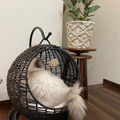 猫ハンモックの画像