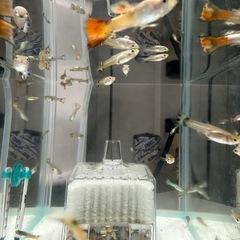 ミックスグッピー
の画像