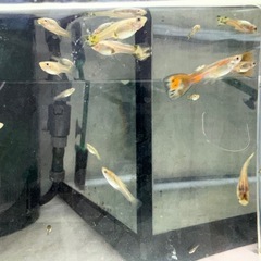 ミックスグッピー
の画像