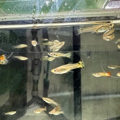 ミックスグッピー
の画像