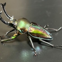 紫紺系グリーンニジイロクワガタ　成虫ペアの画像