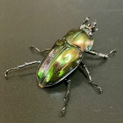 紫紺系グリーンニジイロクワガタ　成虫ペアの画像