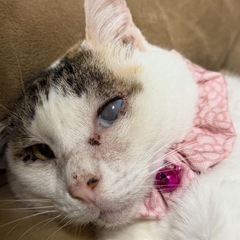 飼い主さんが病院に入院して寂しく鳴いていたチャコ