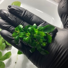 ブセ　アヌビアス石巻き まとめ売りの画像