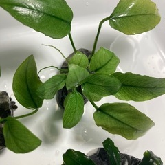 ブセ　アヌビアス石巻き まとめ売りの画像