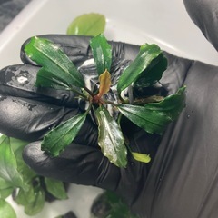 ブセ　アヌビアス石巻き まとめ売りの画像