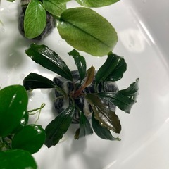 ブセ　アヌビアス石巻き まとめ売りの画像