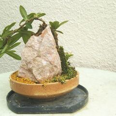 石付き小花サンダンカの画像