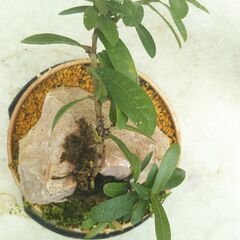 石付き小花サンダンカの画像