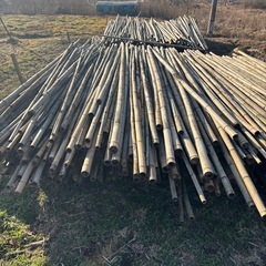 竹お譲りします！の画像