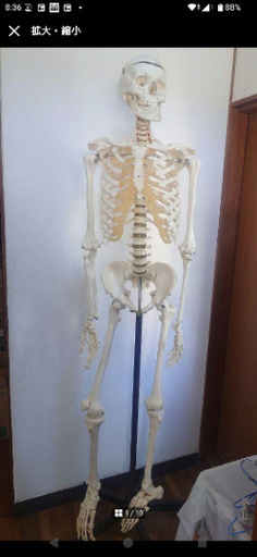 ☆ソムソ社全身模型可動式170cm人体模型ドイツ移動式キャスター付き