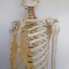 ★ソムソ社全身模型可動式170cm人体模型ドイツ移動式キャスター付きの画像