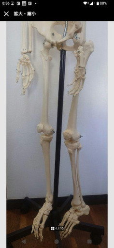 【ソムソ社全身模型】可動式170cm人体模型ドイツSOMSO移動式キャスター付き ☆ソムソ社全身模型可動式170cm人体模型ドイツ移動式キャスター付き