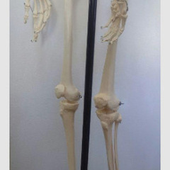 ★ソムソ社全身模型可動式170cm人体模型ドイツ移動式キャスター付きの画像