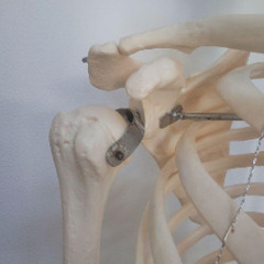 ★ソムソ社全身模型可動式170cm人体模型ドイツ移動式キャスター付きの画像