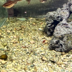 チェリーバルブ　　オス1匹メス2匹の画像