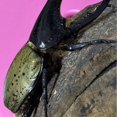 ヘラクレスペアの画像