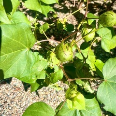 綿の種　綿花の種　160粒 種の画像