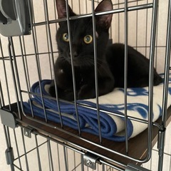 イケメンな凛々しいお顔の男の子