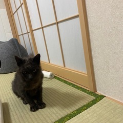 黒猫♂生後推定4.5か月