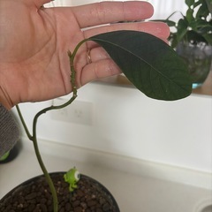 アボカド苗木の画像