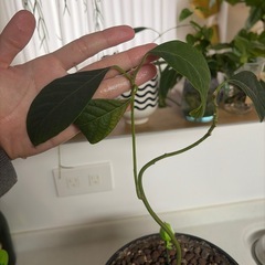 アボカド苗木の画像