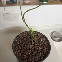 アボカド苗木の画像