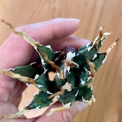 訳アリ！本文必読！棘がグニャグニャ！陽炎アガベエボリスピナの画像