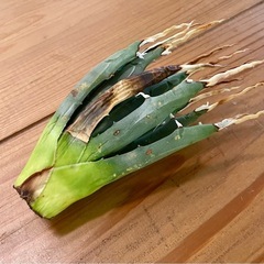 訳アリ！本文必読！棘がグニャグニャ！陽炎アガベエボリスピナの画像