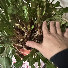 シャコバサボテンの画像